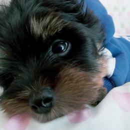 Yorkshire Terrier Puppies from Twilights Yorkies FL