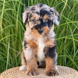 Dallas - Blue merle male Aussiedoodle puppy in Sharpsburg, Georgia from Steindoodles