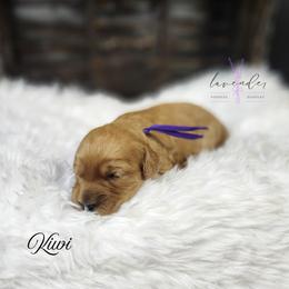 Kiwi - Red  female Goldendoodle puppy in Mancelona, Michigan from Lavender poodles & doodles