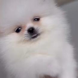 Cloud - Ice White Female - Tiny 3-6 lbs - White female Pomeranian puppy in Gulf Breeze, Florida from SW Poms & Frenchies