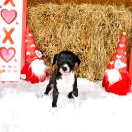 Irry Female 1 - Seal female Italian Greyhound puppy in Sparta Tn And Caryville Fl, Tennessee from Summerwind Kennel