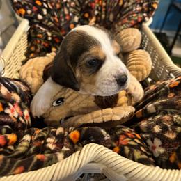 Ruby Rose - Black tan and white female Beagle puppy in Meridianville, Alabama from Spear Haven Beagles (formerly Spear Lake Beagles)