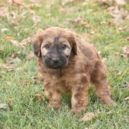 Rowan - Red male Whoodle puppy in West Bend, Iowa from Blue Skies Terriers