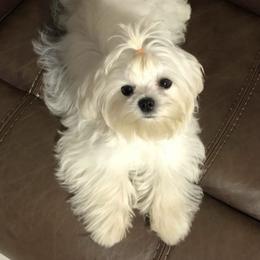 Miley - Maltese