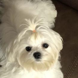 Miley - Maltese