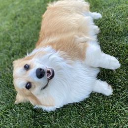 Willow  - Pembroke Welsh Corgi