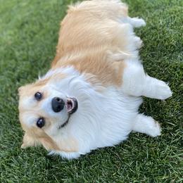 Willow  - Pembroke Welsh Corgi