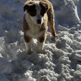 Fuzzbottom Arthur (Artie) - Miniature American Shepherd puppy from Fuzzbottom Miniature American Shepherd