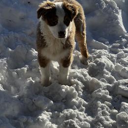 Fuzzbottom Arthur (Artie) - Miniature American Shepherd puppy from Fuzzbottom Miniature American Shepherd