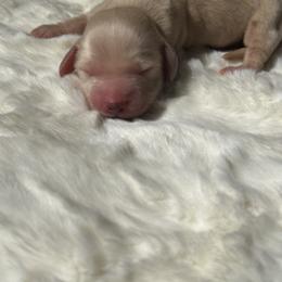 Dachshund Puppies from Hillside Hounds