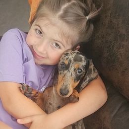 Dachshund and Golden Retriever All Grown Up from 50 shades of dachshund