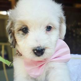 Light pink - Blue merle female Aussiedoodle puppy in Georgetown, California from Foothill Aussies