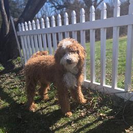 Toby - Red  male Goldendoodle puppy in Winchester, Virginia from Morningstar Goldendoodles