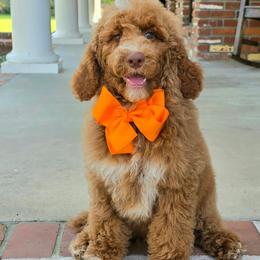 Charlie Rae's Orange Boy - Red  male Goldendoodle puppy in Kountze, Texas from Texas Doodles LLC