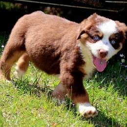 Miniature Australian Shepherd Puppies from AussiesRus