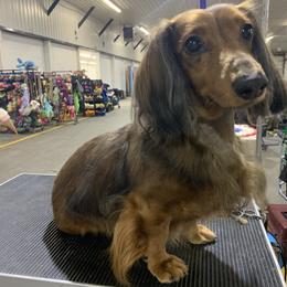 Darwin - Red male Dachshund puppy in Louisville, Kentucky from Howard Hounds