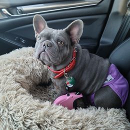 Gwen - French Bulldog