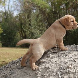 Labrador Retriever Puppies from Trapper Creek Labradors