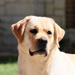 Faith - Labrador Retriever