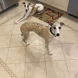Whippet All Grown Up from Whippets of Westgate