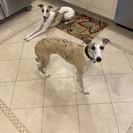 Whippet All Grown Up from Whippets of Westgate