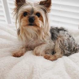 Yorkshire Terrier puppies from Harriman's Yorkshire Terriers