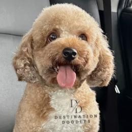 Nova - Cavapoo