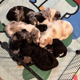 Aussiedoodle Puppies from Vali Girl Aussiedoodles