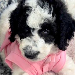Pinky Pink - Parti female Poodle puppy in Stuart, Florida from AKC/Excellent + Good OFA Sweet Delightful Poodles