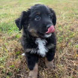 Ana - Black tri female Miniature Australian Shepherd puppy in Stuart, Iowa from Arbor Hill Aussies
