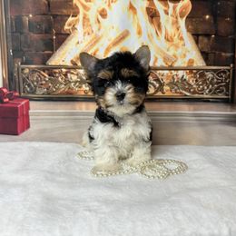 AKC  Ruger 2300 - Black tan and white male Biewer Terrier puppy in Douglas, Georgia from South Georgia Yorkies and Biewers