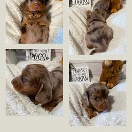 Charlie - Dapple male Dachshund puppy in Gerber, California from Red Dirt Doxies