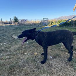 Dutch Shepherd and xDutch Shepherd All Grown Up from Raw Nature K9