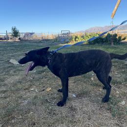 Dutch Shepherd and xDutch Shepherd All Grown Up from Raw Nature K9
