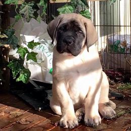 Mastiffs from Mountainview Mastiffs
