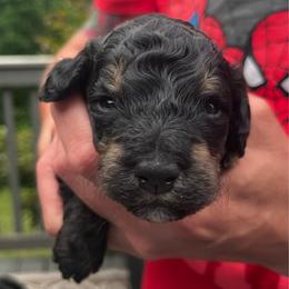 Girl 2 - Black white and tan female Springerdoodle puppy in Sterling, Michigan from Springerdoodles In MI