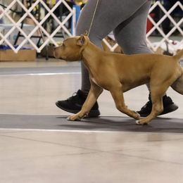 American Bully Puppies from Wulfsbane American Bullies