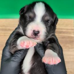 Jasmine3Boy6- BTM,LONG Tail, blue eyes likely, CHIC-OFA-DNA-AKC Titled Parents - Black tri-color male Australian Shepherd puppy in South Hill, Virginia from Silverside Aussies LLC