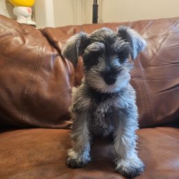 Boy 2 - Salt and pepper male Miniature Schnauzer puppy in Hiddenite, North Carolina from Beyond Blessed Pawz