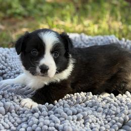 Jasmine - Black and white female Cardigan Welsh Corgi puppy in Washington, Arkansas from Foxy Knoll Farm