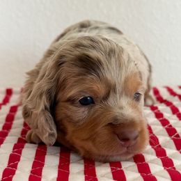 Willow Maple - Dapple female Dachshund puppy in Wills Point, Texas from Holiday’s Darling Miniature Dachshunds