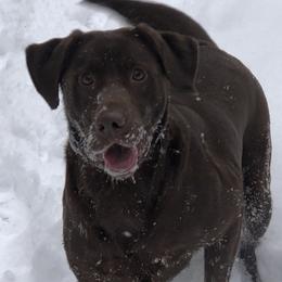 Pepper - Labrador Retriever