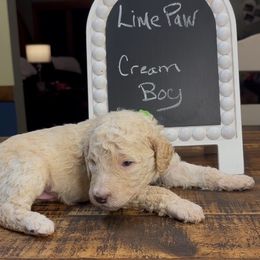 Green Paw Print - George - Cream male Goldendoodle puppy in Jasper, Georgia from Owen Doodles