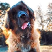 Leonbergers from Bluebonnet Leos