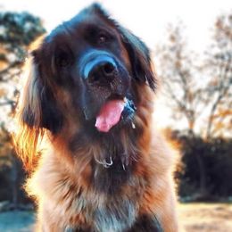 Leonbergers from Bluebonnet Leos