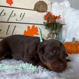 Teal - Red and rust female Doberman Pinscher puppy in Winamac, Indiana from DIAMOND RIDGE DOBERMANS