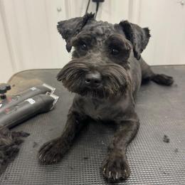 Bella - Miniature Schnauzer