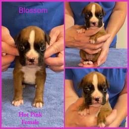 Blossom Hot Pink - Fawn female Boxer puppy in Butler, Pennsylvania from Schaible's Boxer Huddle