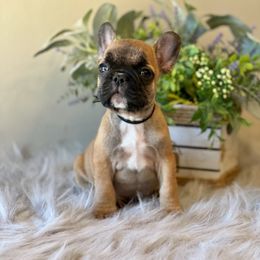 French Bulldog Puppies from Shining K Ranch