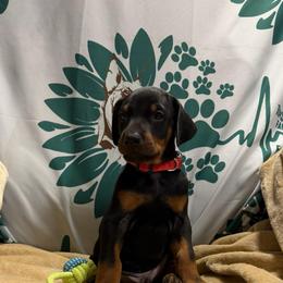 Black Male - Black and rust male Doberman Pinscher puppy in Centralia, Missouri from TopSpots Farm